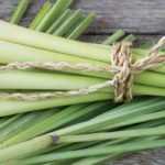 Cultivar melisa en macetas