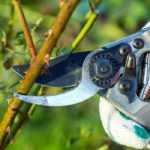 Cuidado de los rosales: todo el equipo adecuado