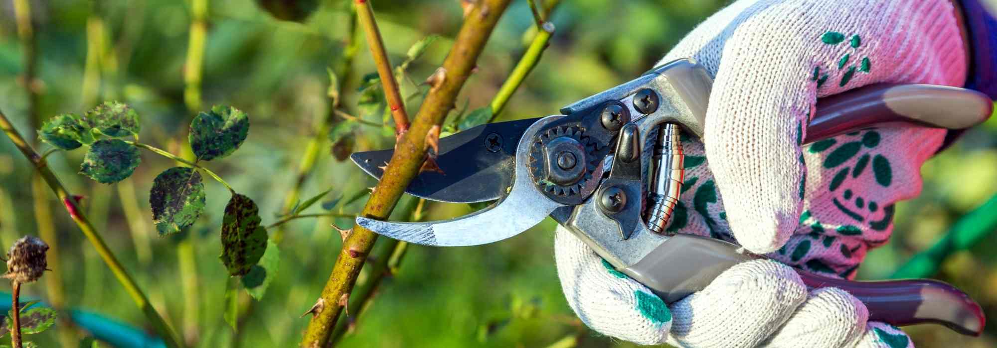 Cuidado de los rosales: todo el equipo adecuado