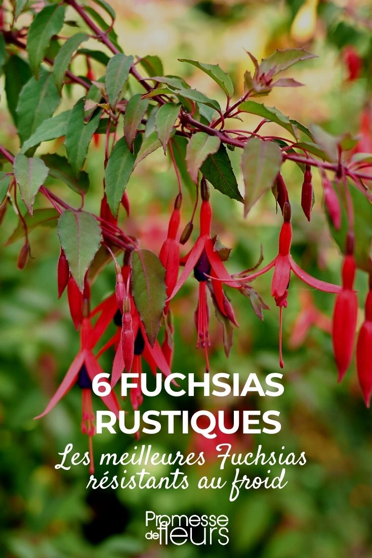 6 Fucsias resistentes
