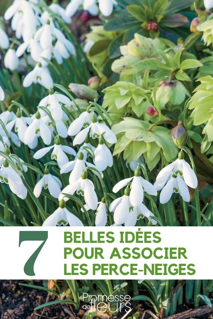asociar los galanthus