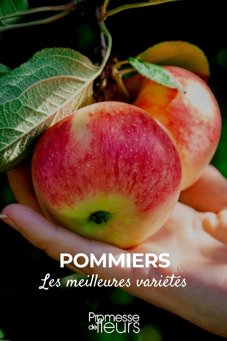 Nuestra selección de los mejores manzanos