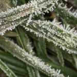 Preparar el jardín para el invierno