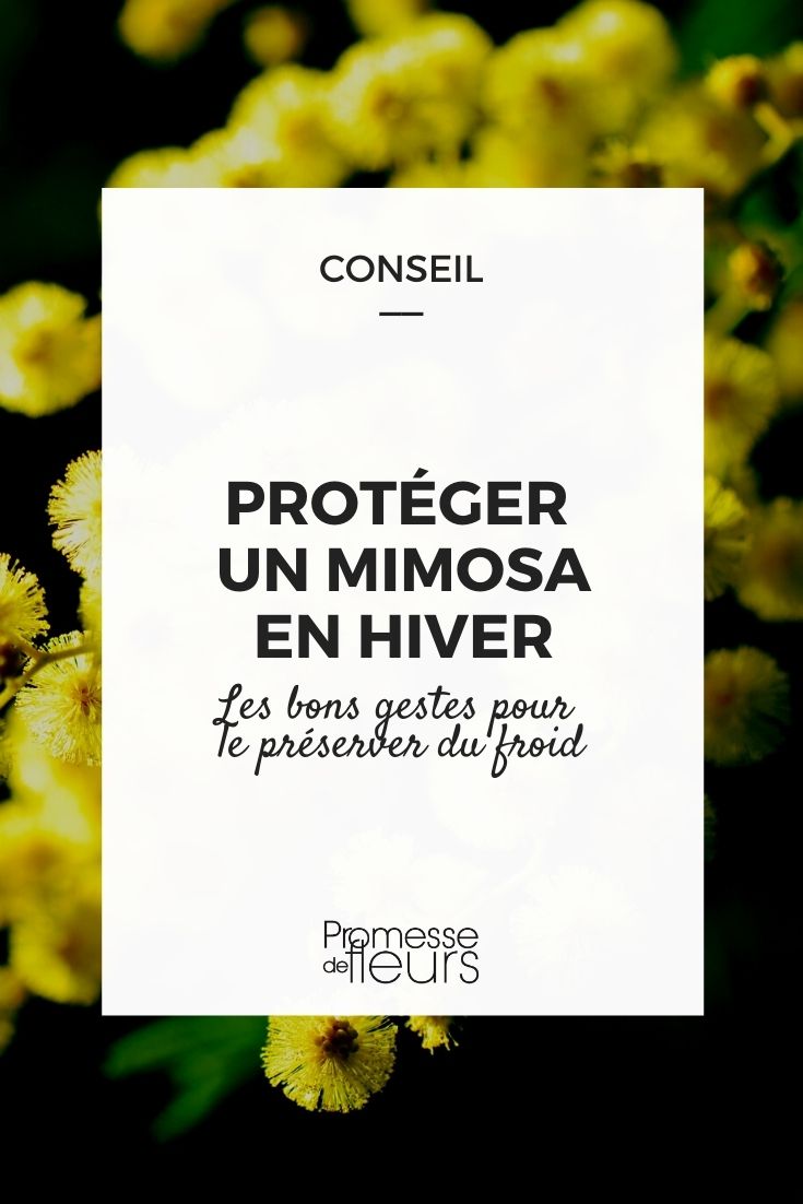 proteger un mimosa en invierno