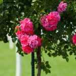 ¿Cómo rodrigar un rosal de pie alto y un rosal llorón?