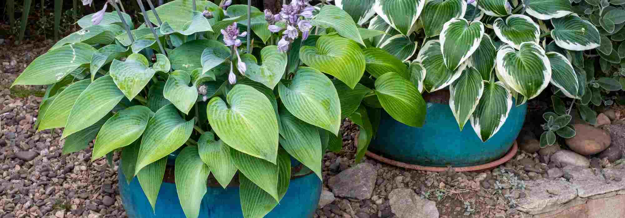Cultivar hostas en macetas