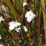 Libertia: plantar y cultivar