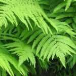 Matteuccia: plantar, cultivar y cuidar