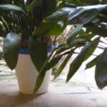 Maceta de plástico, biodegradable o de terracota…