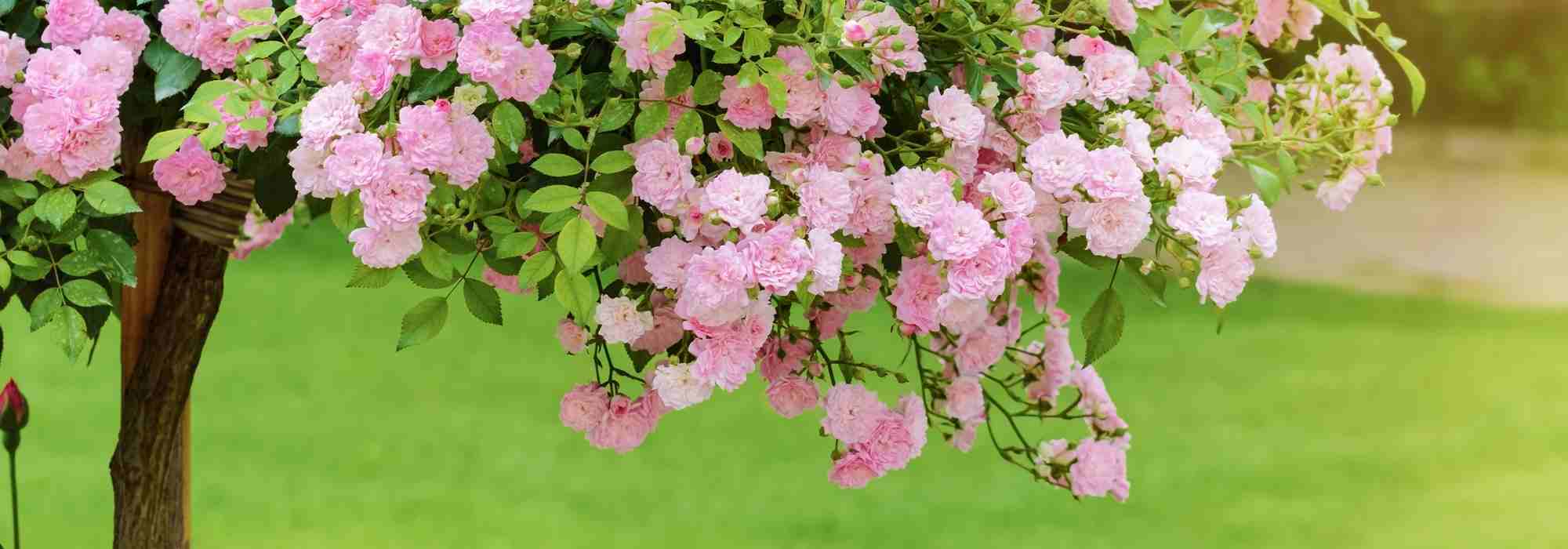 ¿Qué es un rosal de pie alto o llorón?