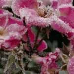 Protección de rosales de pie alto y llorones en invierno