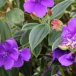 Tibouchina: plantación, cultivo y cuidados