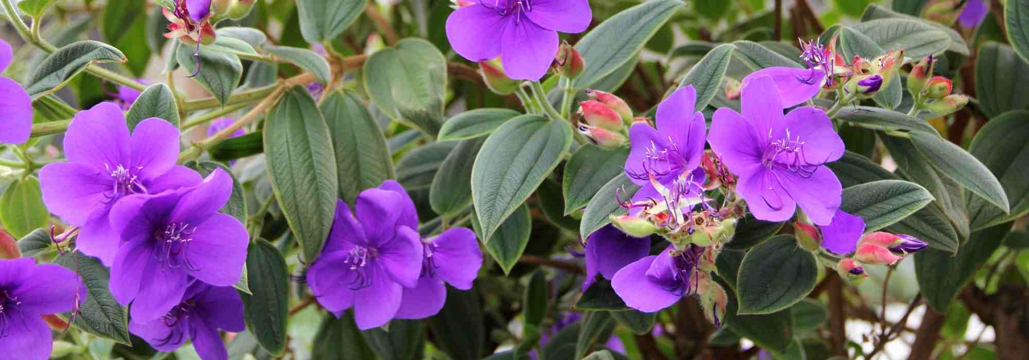 Tibouchina: plantación, cultivo y cuidados