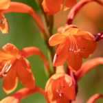 Watsonia: plantar, cuidar