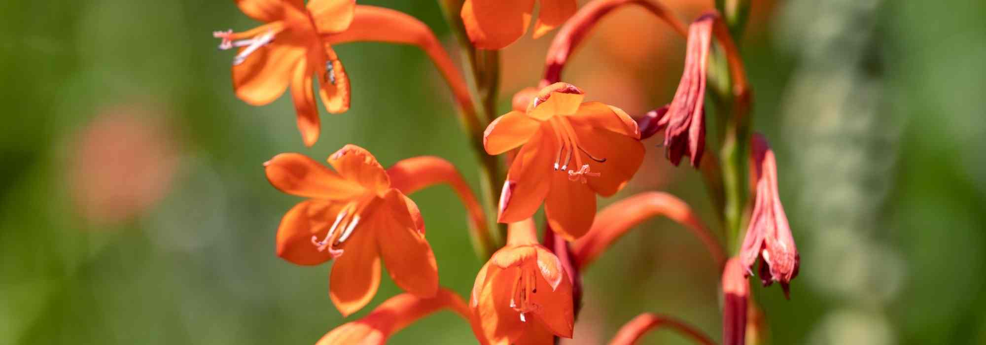 Watsonia: plantar, cuidar