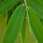 6 bambúes para cultivar en macetas