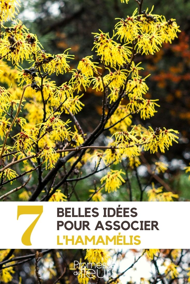 Hamamelis: 7 ideas de asociaciones