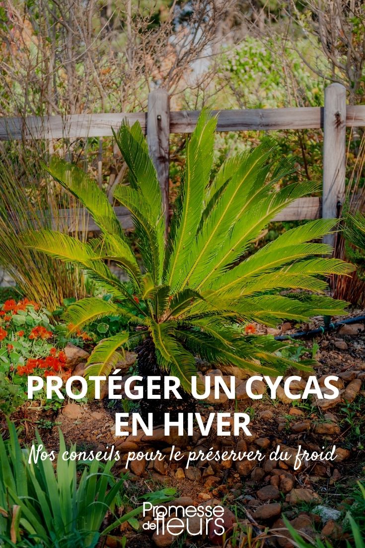 proteger un cycas en invierno