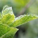 6 mentas imprescindibles