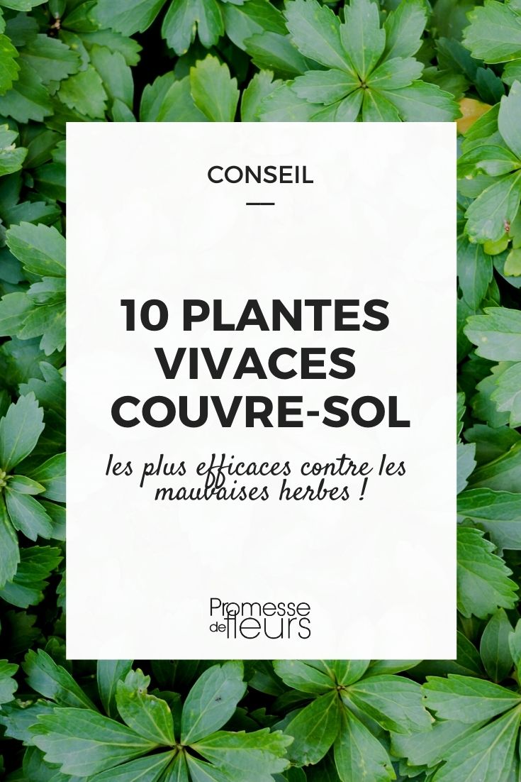 selección de plantas perennes cubresuelos