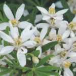 Poda del Naranjo de Méjico