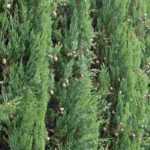 7 árboles para un seto cortavientos