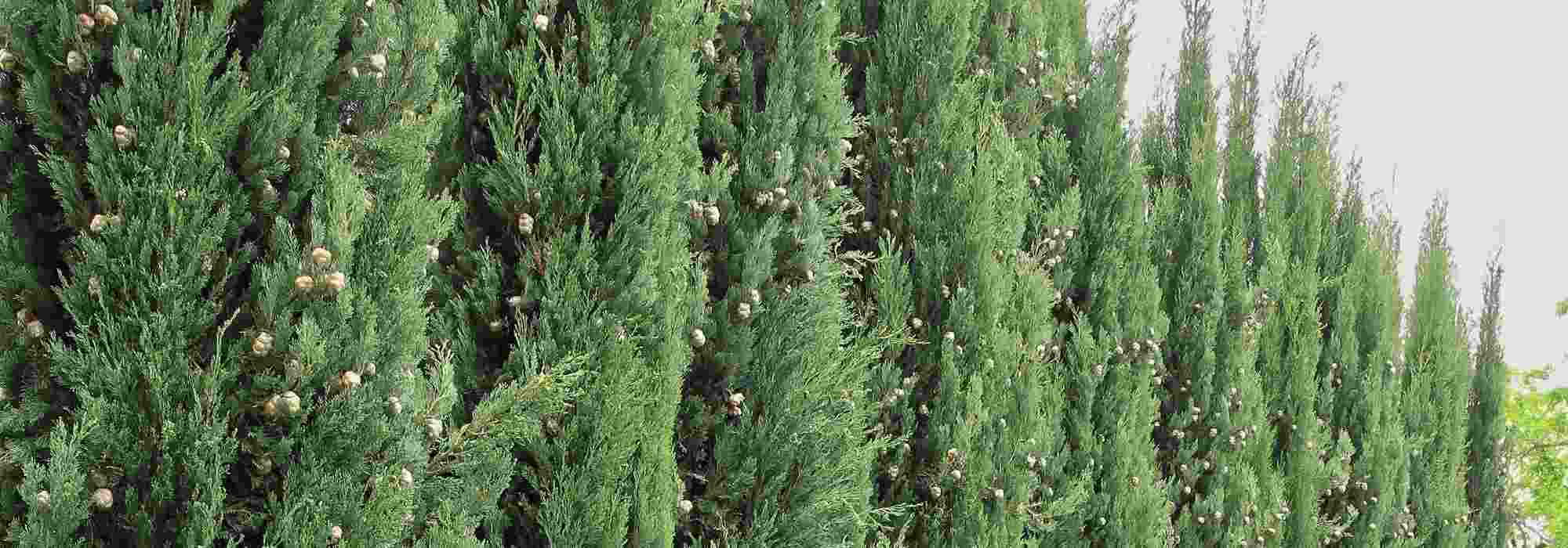 7 árboles para un seto cortavientos