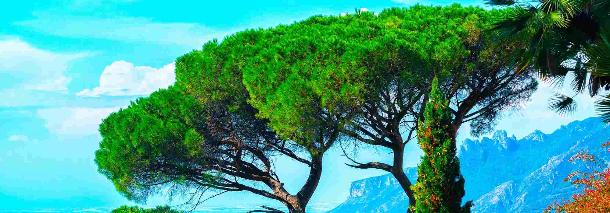 Árboles y arbustos: los diferentes portes