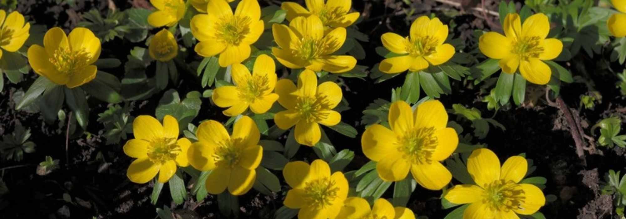 Eranthis o anémona amarilla: plantación, cultivo