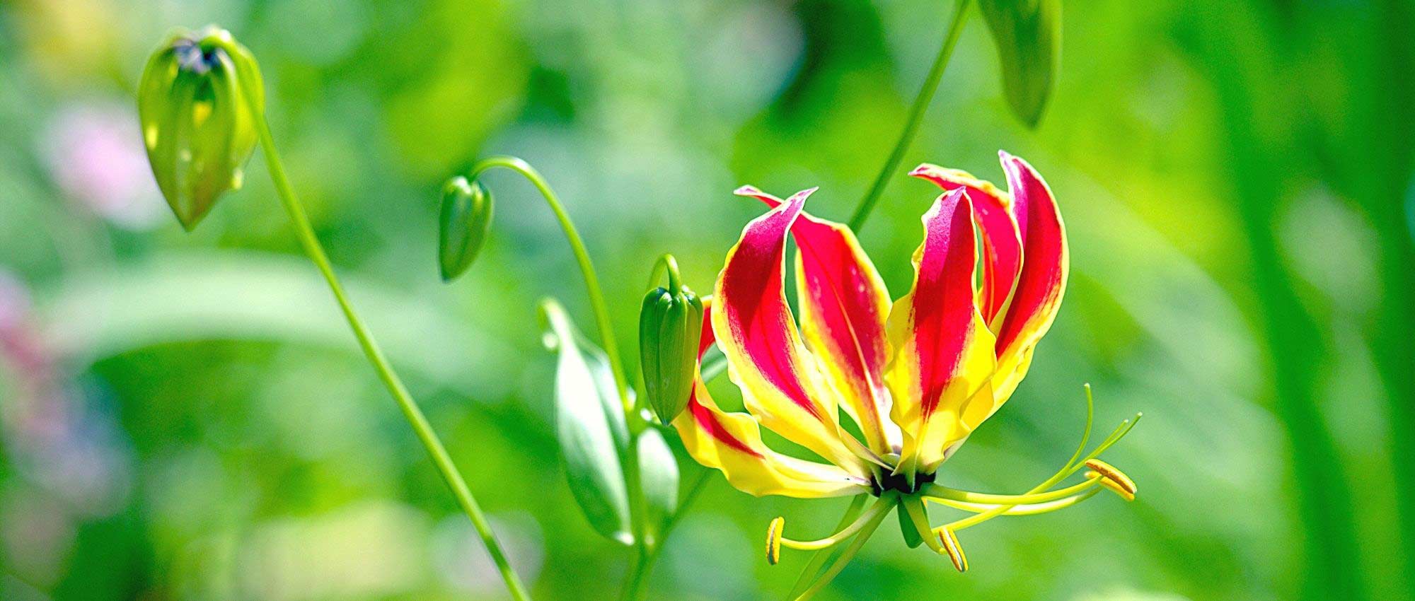 Gloriosa: plantar, cultivar y cuidar