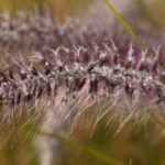 6 gramíneas para maceta