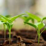 Mini invernadero: ¿para qué sirve? ¿Cómo usarlo?