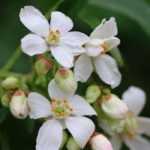 Cultivar naranjo de Méjico en maceta