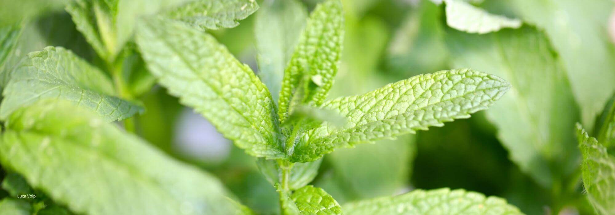 ¿Cómo hacer un esqueje de menta?