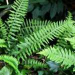 Polypodium: plantar, cultivar y cuidar
