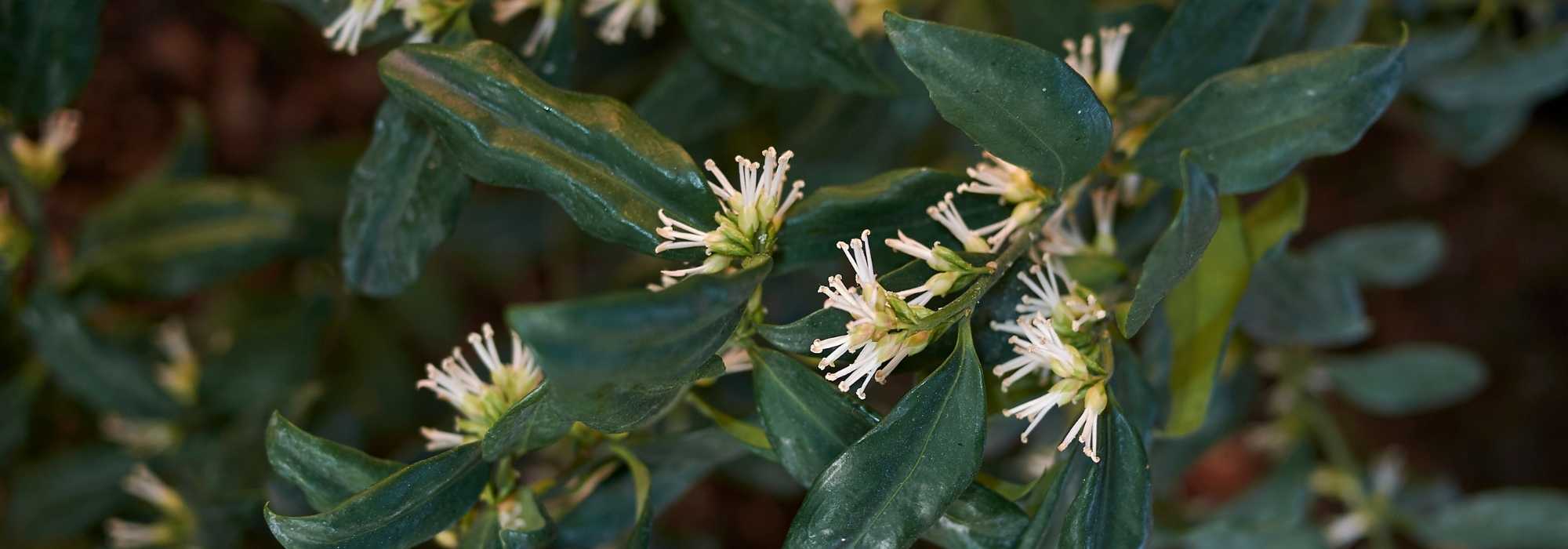 Sarcococca: 5 ideas de combinación