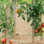 Tomate: 7 variedades para principiantes
