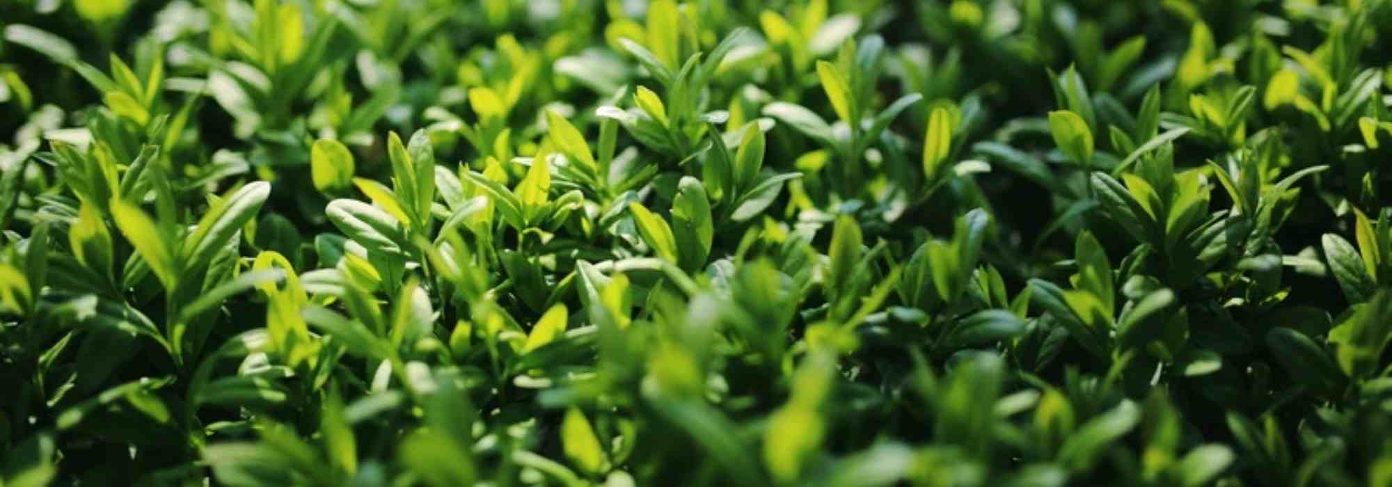 Aligustre o Ligustrum: guía de compra