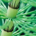 ¿Cómo hacer purín de cola de caballo?