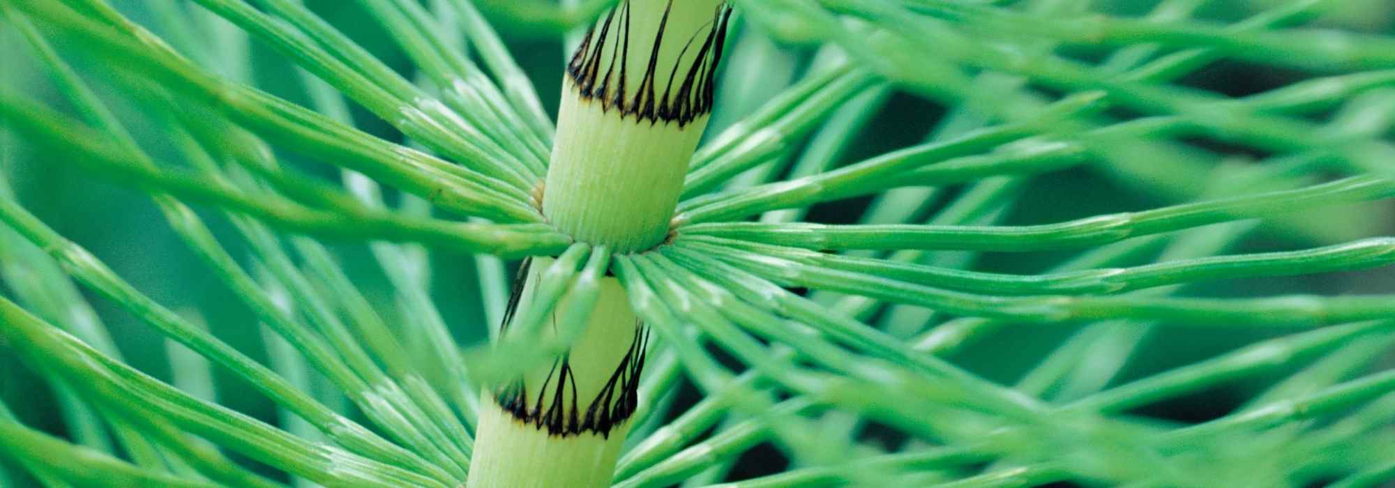 ¿Cómo hacer purín de cola de caballo?