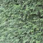 10 coníferas para setos, para delimitar espacios con estilo en el jardín