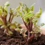 Preparar bulbos de verano