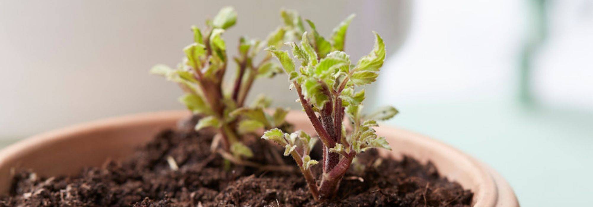 Preparar bulbos de verano