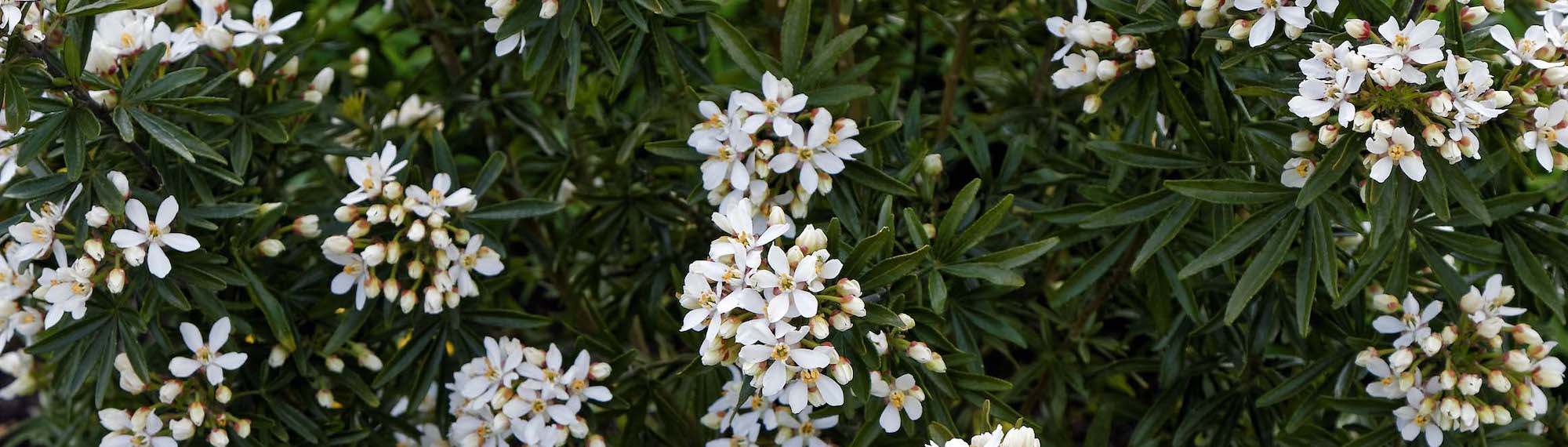 ¿Cómo proteger el Naranjo de Méjico en invierno?