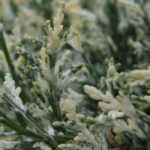 8 coníferas de colores llamativos y luminosos