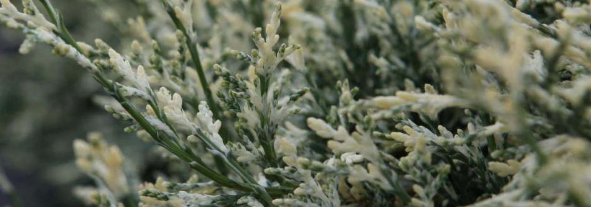 8 coníferas de colores llamativos y luminosos