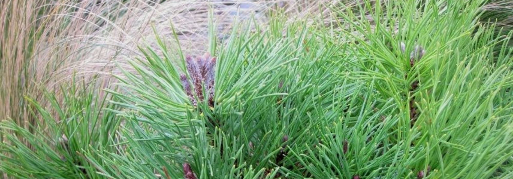 Coníferas de rocalla: 8 variedades excepcionales