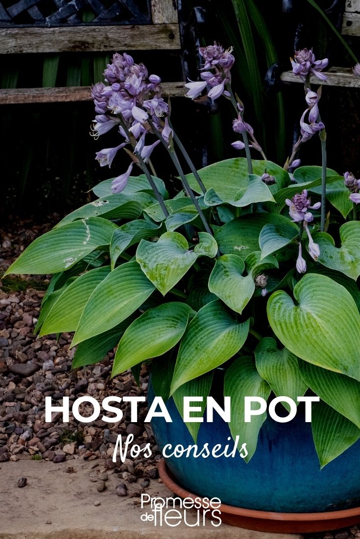 cultivar hostas en maceta