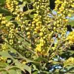 Mahonia sin espinas: 7 ideas para combinar