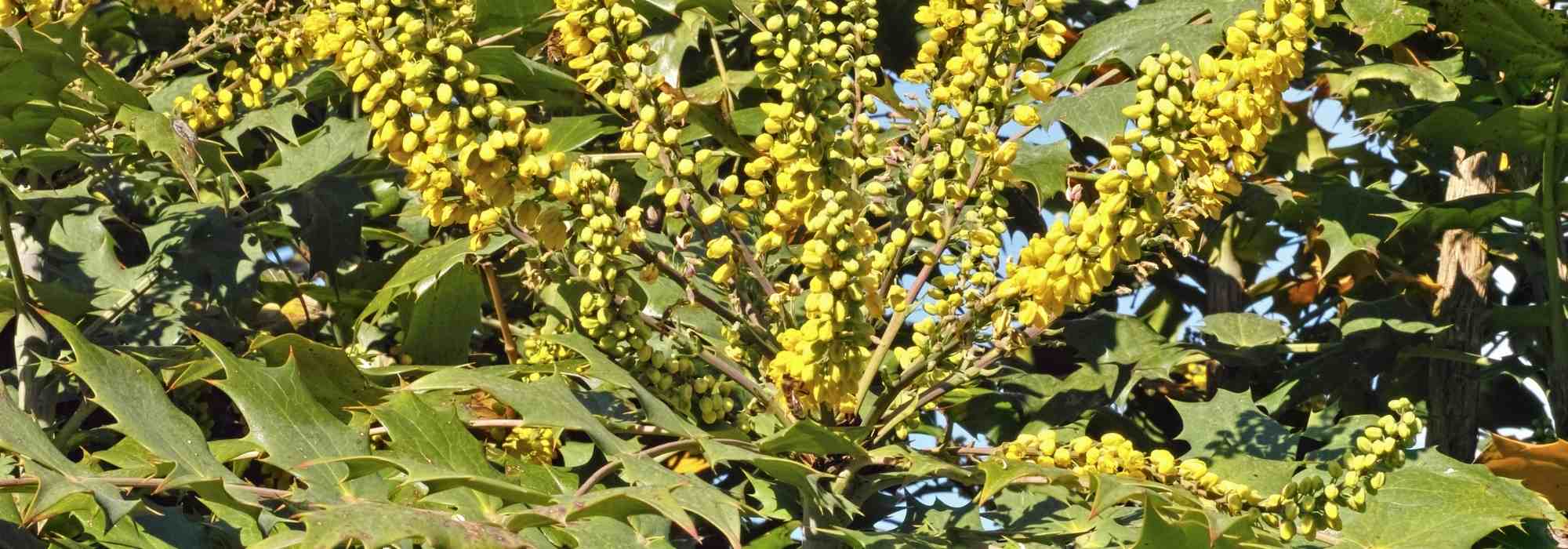 Mahonia sin espinas: 7 ideas para combinar